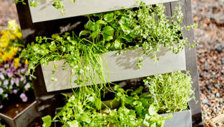 Krydderivæggen der vokser